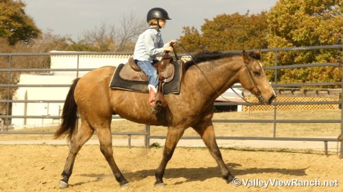 HorseID: 2306613 Huckleberry - PhotoID: 1090346