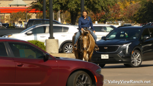 HorseID: 2306613 Huckleberry - PhotoID: 1090349