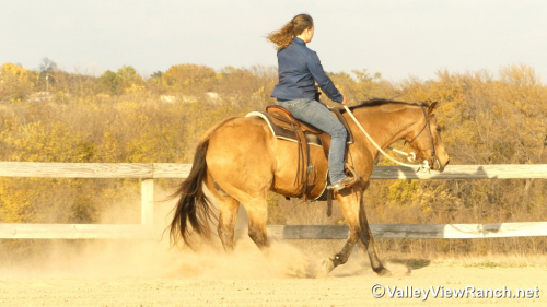 HorseID: 2306613 Huckleberry - PhotoID: 1090350