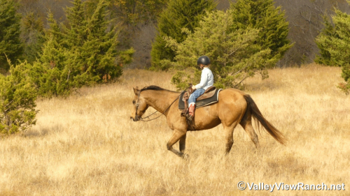 HorseID: 2306613 Huckleberry - PhotoID: 1090351