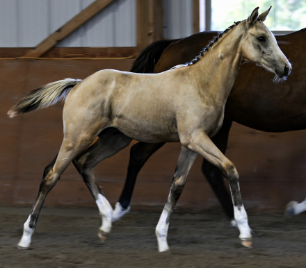 HorseID: 2306614 Cool Whip - PhotoID: 1090355