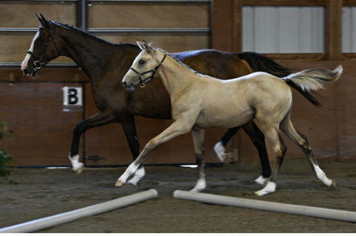 HorseID: 2306614 Cool Whip - PhotoID: 1090356