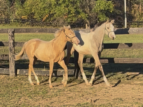 HorseID: 2306614 Cool Whip - PhotoID: 1090357