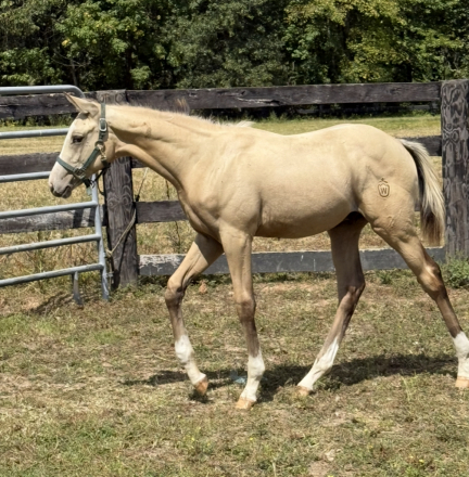 HorseID: 2306614 Cool Whip - PhotoID: 1090358