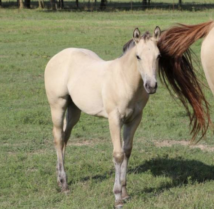 HorseID: 2306615 Prettys Chexxmark - PhotoID: 1090362