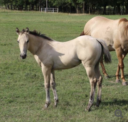 HorseID: 2306615 Prettys Chexxmark - PhotoID: 1090363