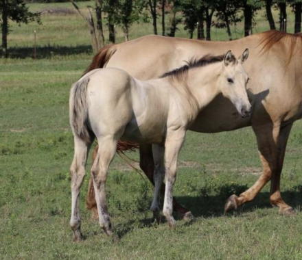 HorseID: 2306615 Prettys Chexxmark - PhotoID: 1090364