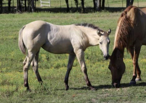 HorseID: 2306615 Prettys Chexxmark - PhotoID: 1090365