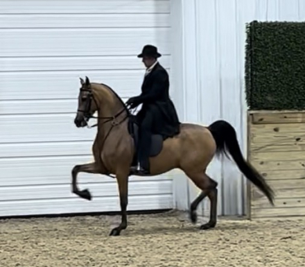 HorseID: 2306616 SA Double Take - PhotoID: 1090366