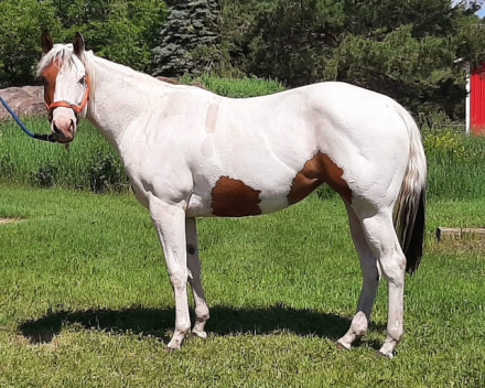 HorseID: 2306617 Lazy in Wonderland - PhotoID: 1090946