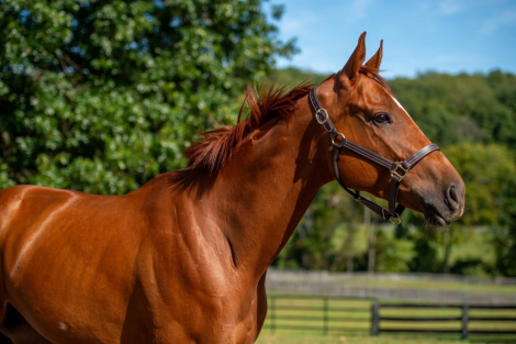 HorseID: 2306620 Candy’s Majesty - PhotoID: 1090369