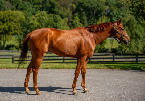 HorseID: 2306620 Candy’s Majesty - PhotoID: 1090370