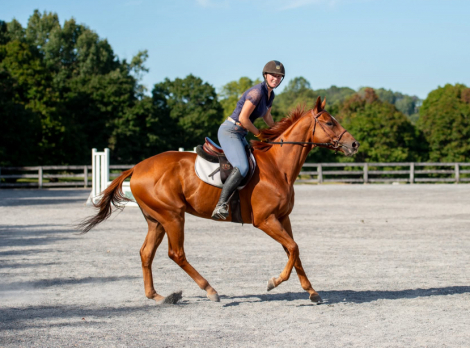 HorseID: 2306620 Candy’s Majesty - PhotoID: 1090371