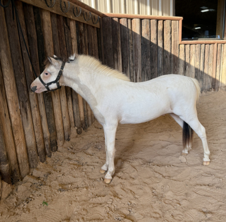 HorseID: 2306623 Texas Angels Momentums Cosmo Idol - PhotoID: 1091110