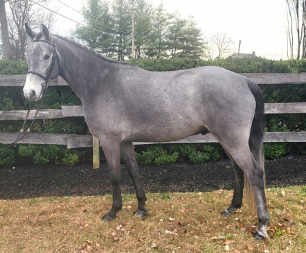 HorseID: 2306630 Clooniffe Sunlight Melody - PhotoID: 1090380