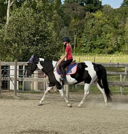 HorseID: 2306632 JHF Liberty - PhotoID: 1090381