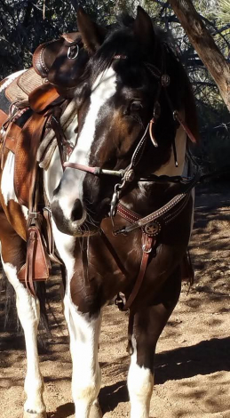HorseID: 2306637 Picking wild flowers - PhotoID: 1090383