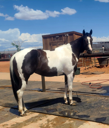 HorseID: 2306637 Picking wild flowers - PhotoID: 1090384