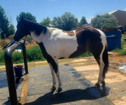 HorseID: 2306637 Picking wild flowers - PhotoID: 1090385