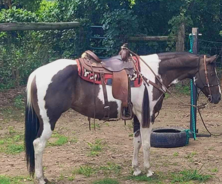 HorseID: 2306637 Picking wild flowers - PhotoID: 1090386