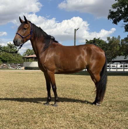 HorseID: 2306639 Mariposa (Butterfly) de Guadalupe - PhotoID: 1090387