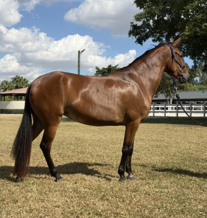 HorseID: 2306639 Mariposa (Butterfly) de Guadalupe - PhotoID: 1090388
