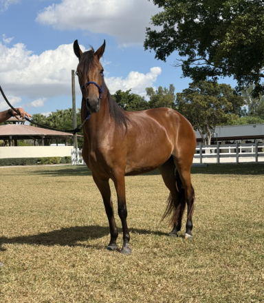 HorseID: 2306639 Mariposa (Butterfly) de Guadalupe - PhotoID: 1090389