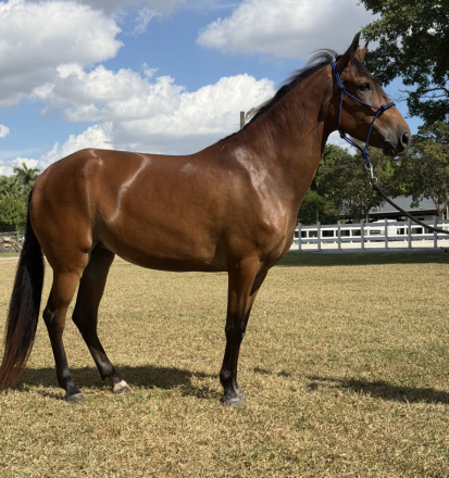 HorseID: 2306639 Mariposa (Butterfly) de Guadalupe - PhotoID: 1090390