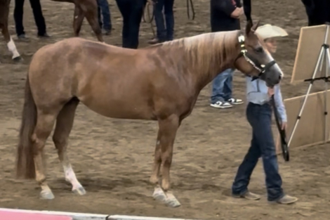 HorseID: 2306640 Ima Royal Spook - PhotoID: 1090392