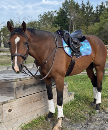 HorseID: 2306646 Lasting Impression - PhotoID: 1090404