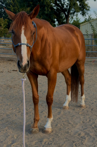 HorseID: 2306647 Effrontee - PhotoID: 1090415