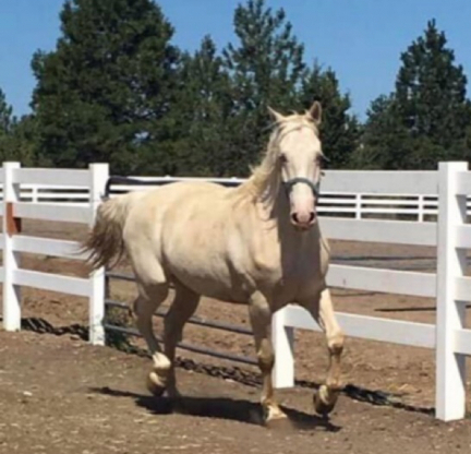 HorseID: 2306651 Poseidons Pegasus - PhotoID: 1090393