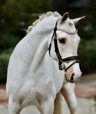 HorseID: 2306652 Coldplay - PhotoID: 1090394