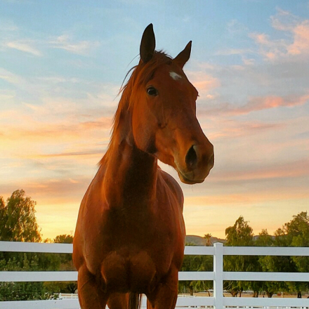 HorseID: 2306653 Puré Honey - PhotoID: 1090395