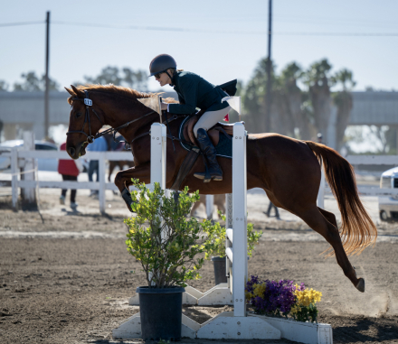 HorseID: 2306653 Puré Honey - PhotoID: 1090398