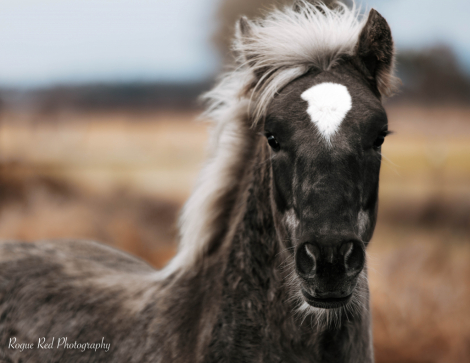 HorseID: 2306654 High Desert Ragnar - PhotoID: 1090399