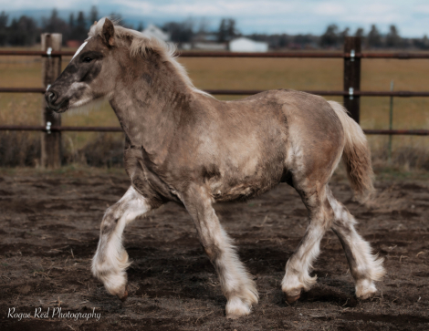 HorseID: 2306654 High Desert Ragnar - PhotoID: 1090400