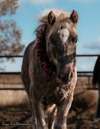 HorseID: 2306654 High Desert Ragnar - PhotoID: 1090401