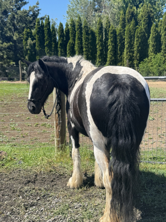HorseID: 2306655 DSR Briar Rose - PhotoID: 1090403