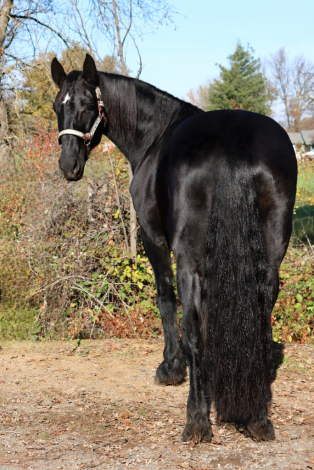 HorseID: 2306657 Zena - PhotoID: 1090405