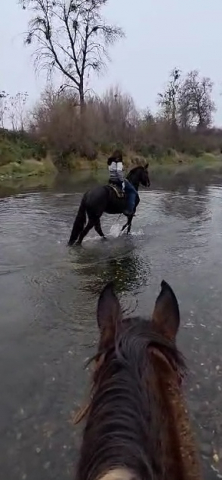 HorseID: 2306657 Zena - PhotoID: 1090407