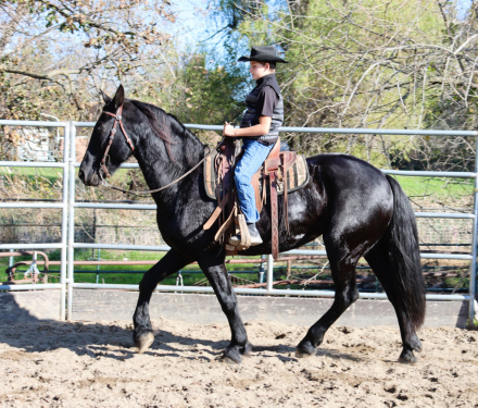 HorseID: 2306657 Zena - PhotoID: 1090409