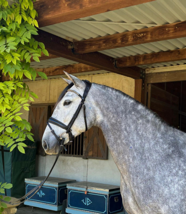 HorseID: 2306658 Kabileña De Vida - PhotoID: 1090413