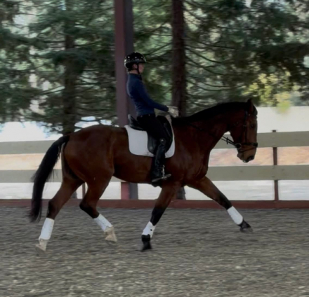 HorseID: 2306659 ♡ Ducati ♡ - PhotoID: 1090416