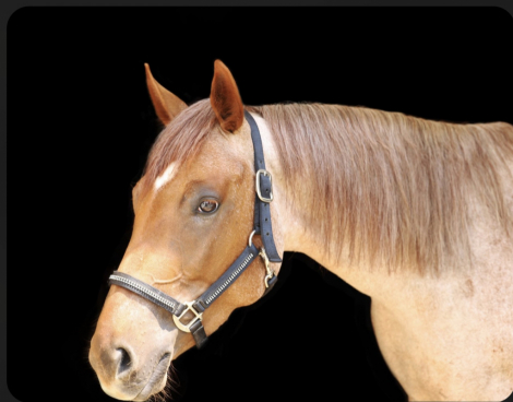 HorseID: 2306666 Red Jackie Bell - PhotoID: 1090422