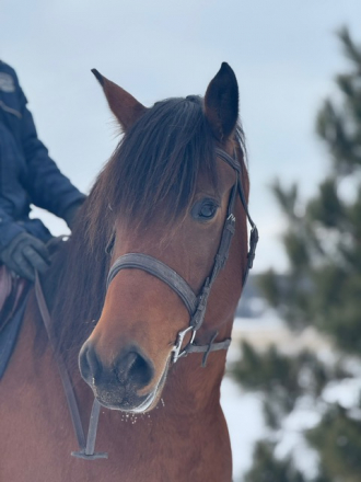 HorseID: 2306671 Dolly Royalty - PhotoID: 1090423