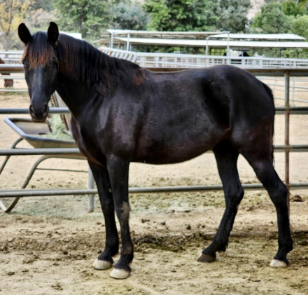 HorseID: 2306672 Nobleza GDF - PhotoID: 1090424
