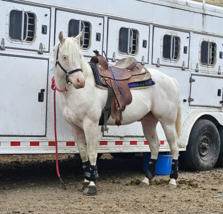 HorseID: 2306674 Spooks Gotta Diamond - PhotoID: 1090425