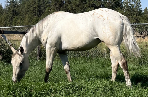 HorseID: 2306685 DCR ONE HOT CONSPIRACY - PhotoID: 1090426