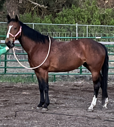 HorseID: 2306687 Remedy - PhotoID: 1090427